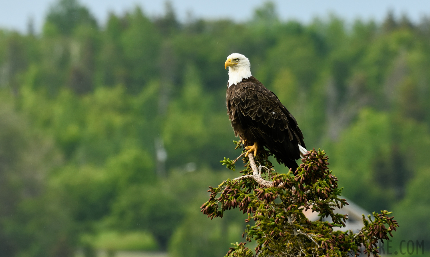 Haliaeetus leucocephalus washingtoniensis [400 mm, 1/640 sec at f / 8.0, ISO 1000]